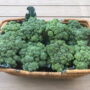 bug-free broccoli