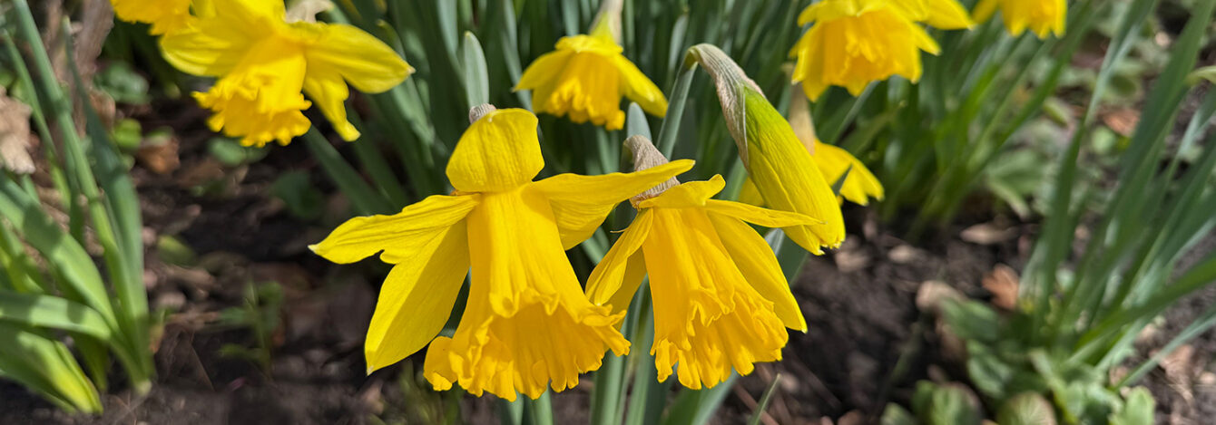 Susan's in the Garden
