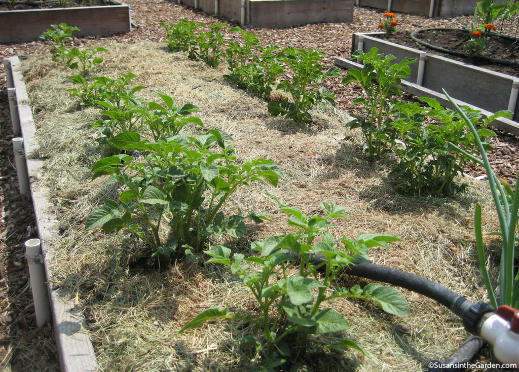 traditional potato growing method