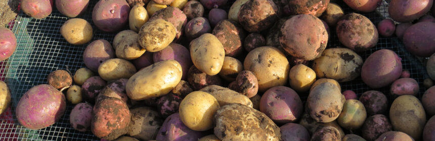 potatoes