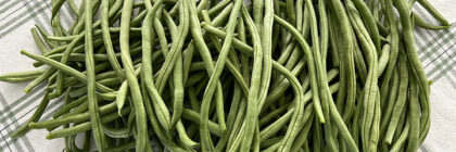 grow pole beans, Fortex pole beans