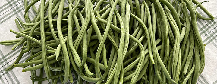 grow pole beans, Fortex pole beans