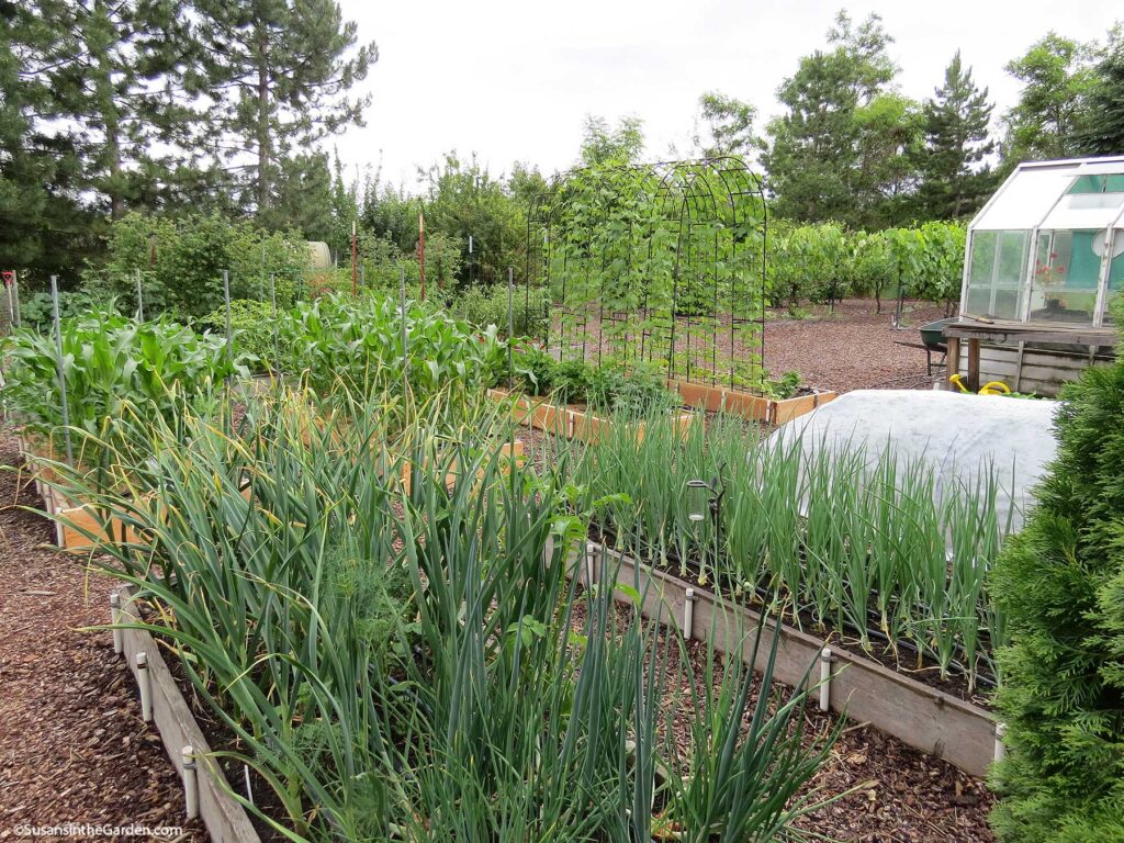 vegetable garden tips