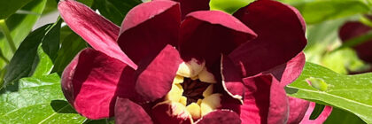 flowering shrubs, Calycanthus Aphrodite sweetshrub