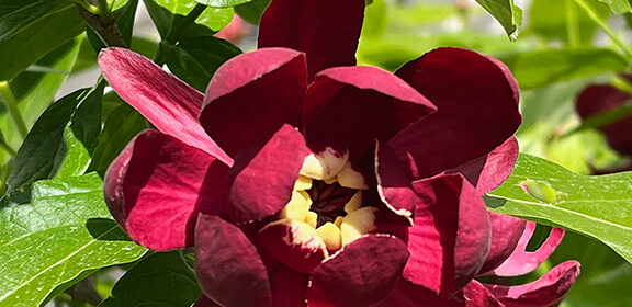 flowering shrubs, Calycanthus Aphrodite sweetshrub