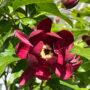 flowering shrubs, Calycanthus Aphrodite sweetshrub
