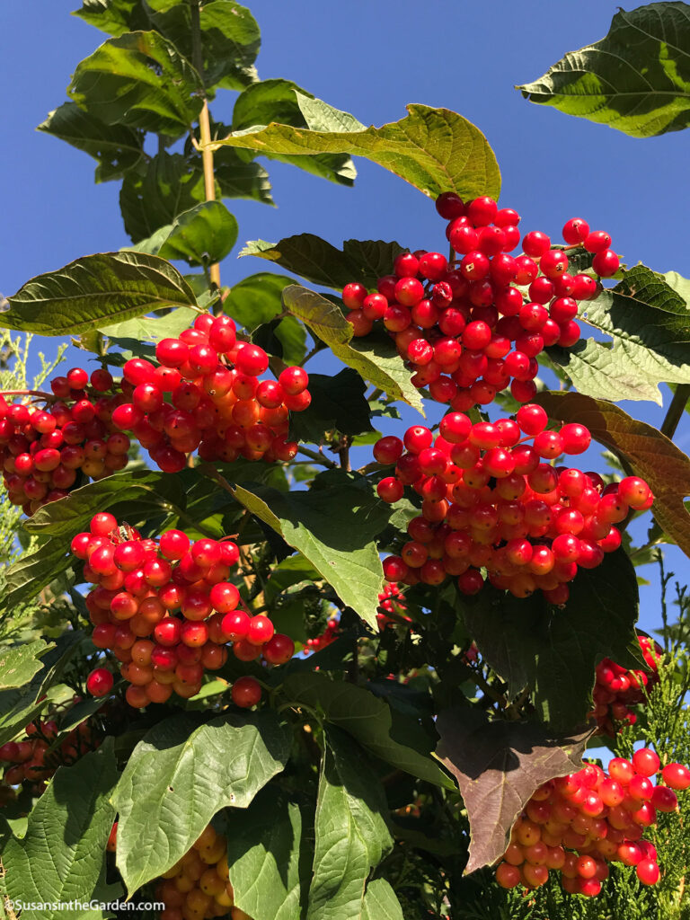 flowering shrubs, American cranberry bush