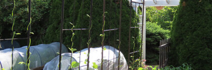 grow pole beans