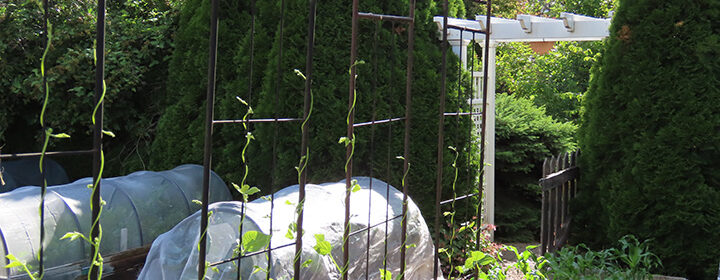 grow pole beans