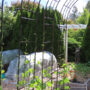 grow pole beans