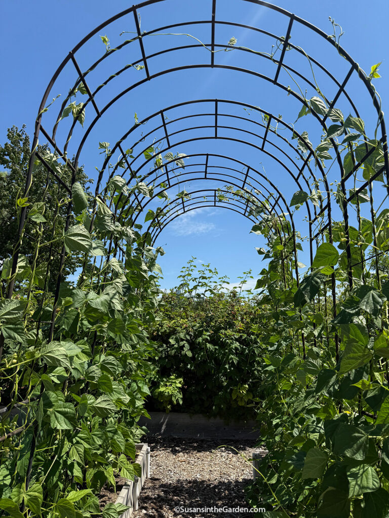 grow pole beans, bean arbor