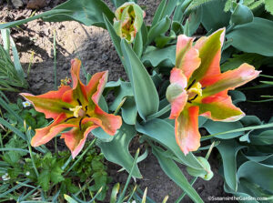 Tulip 'Artist'