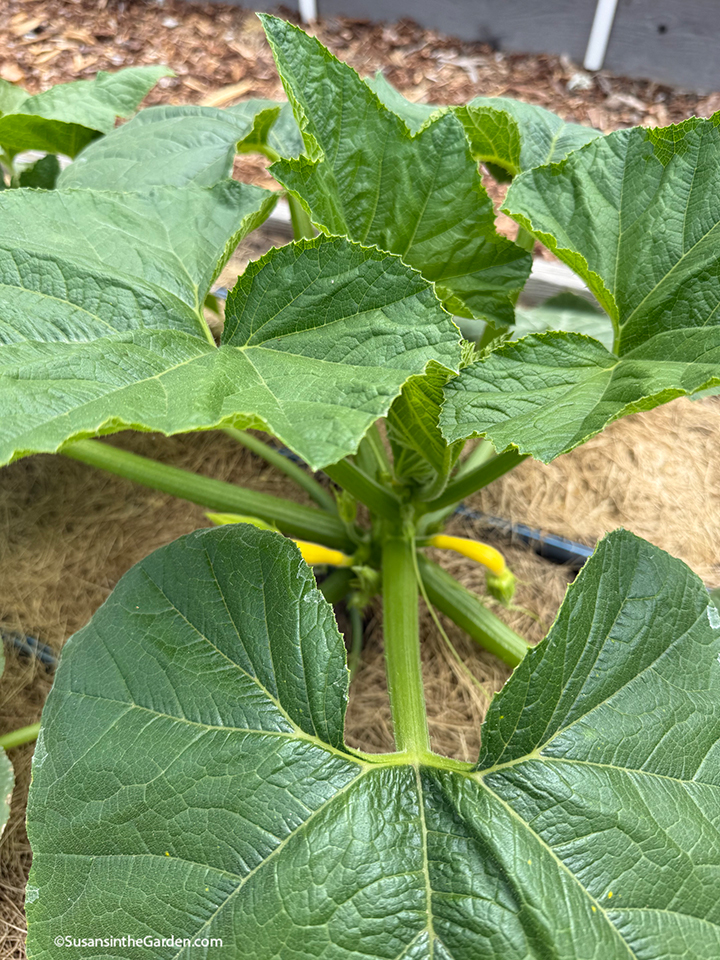 vegetable garden tour, squash