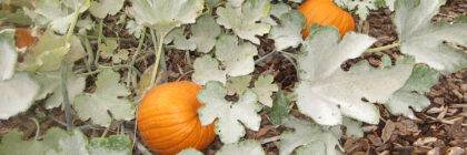 powdery mildew
