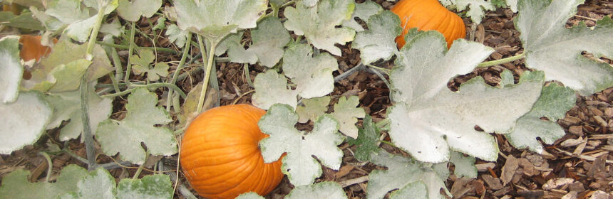 powdery mildew