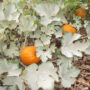powdery mildew