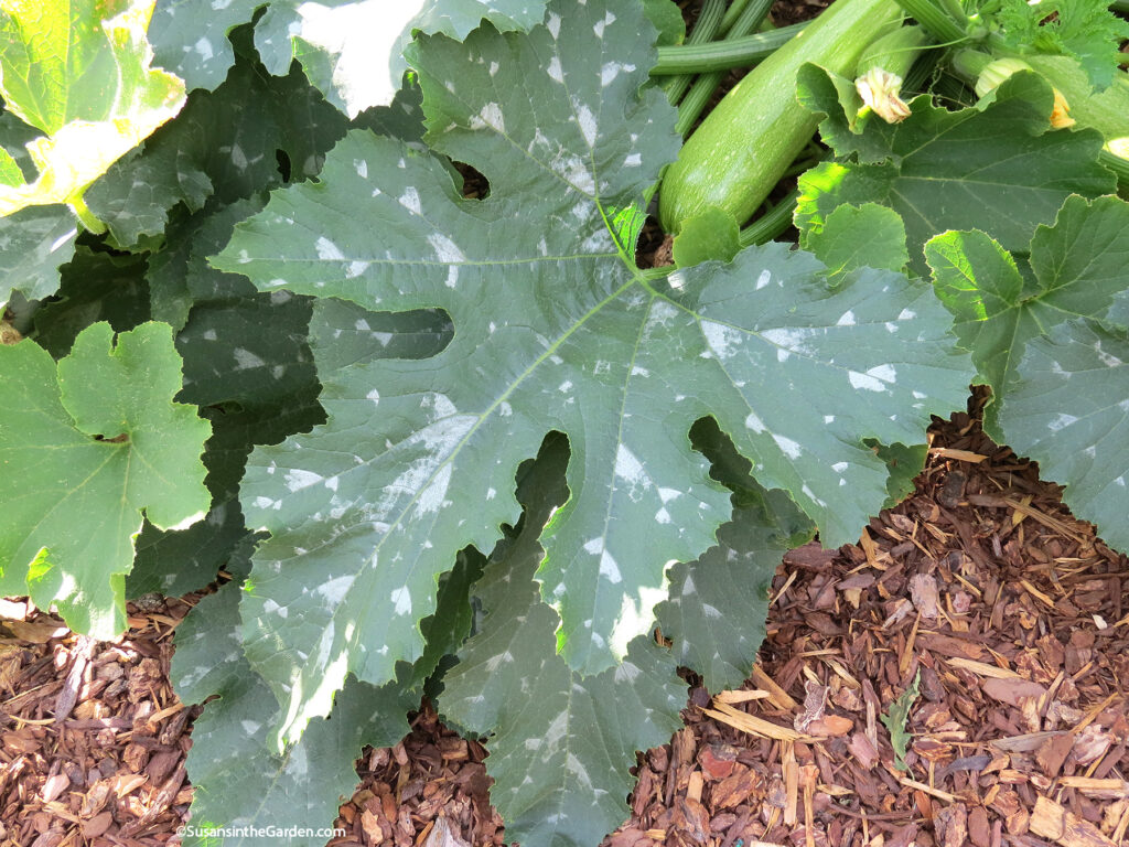 squash that doesn't have powdery mildew