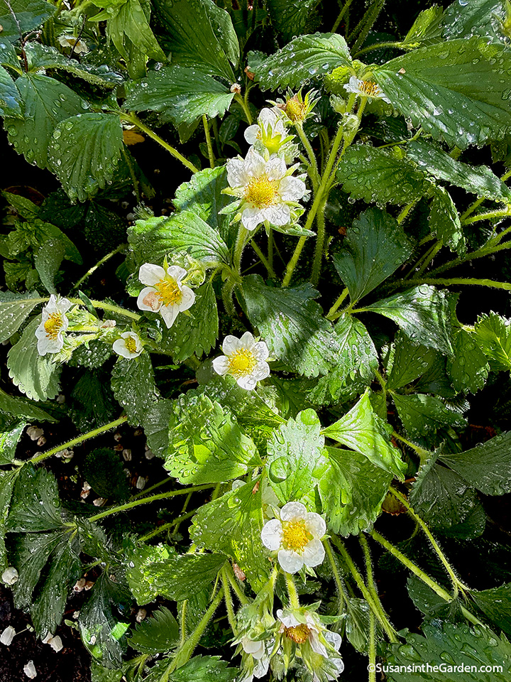 Strawberry patch