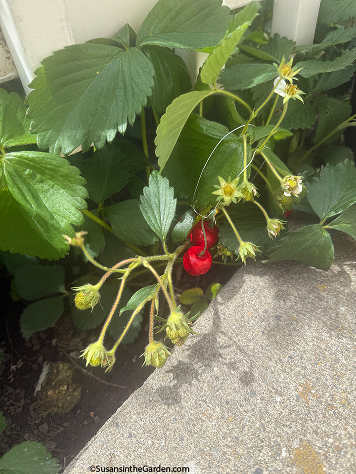 fake cherries