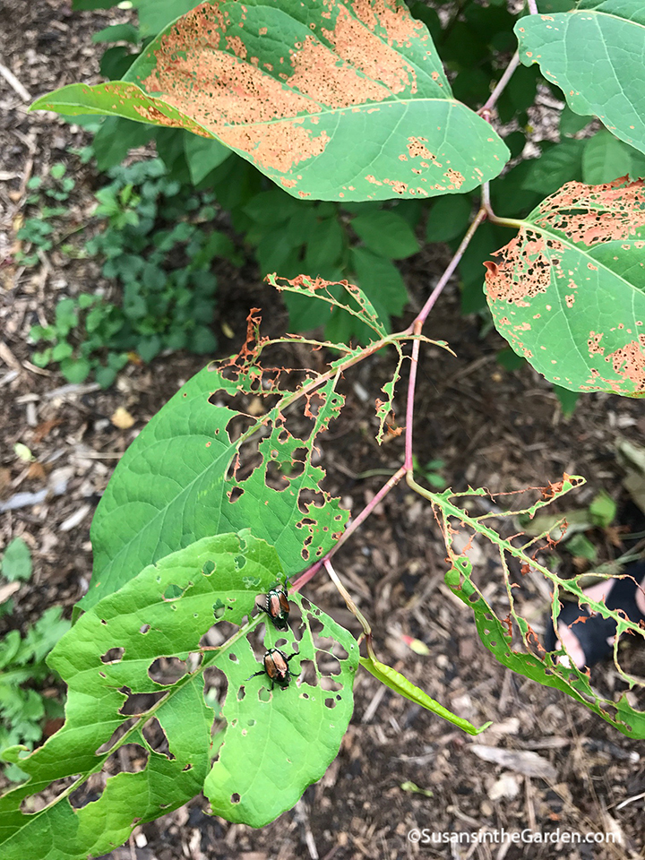 Japanese beetles feeding