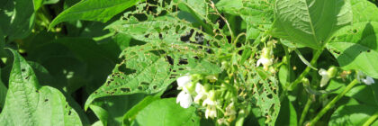Japanese beetle damage