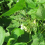 Japanese beetle damage