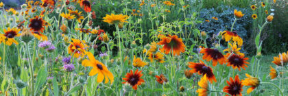 flower garden tour, Gloriosa daisies