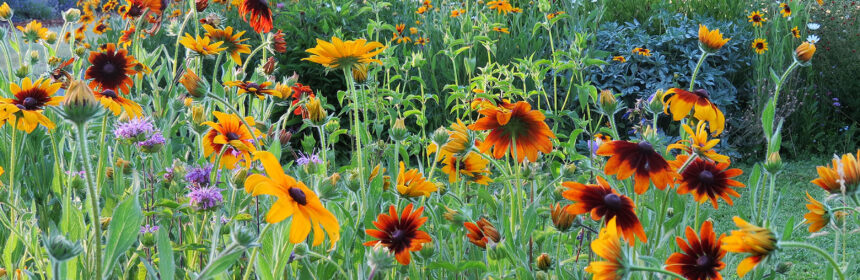 flower garden tour, Gloriosa daisies