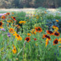 flower garden tour, Gloriosa daisies