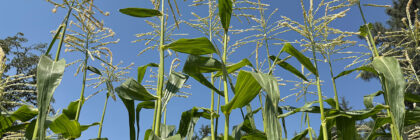 succession planting, corn