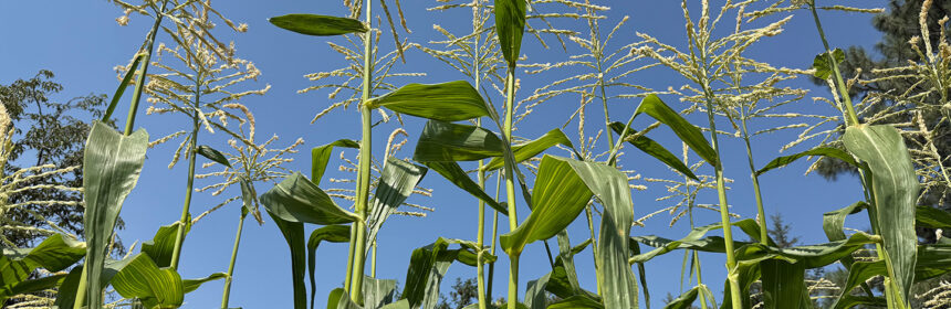 succession planting, corn