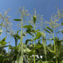 succession planting, corn