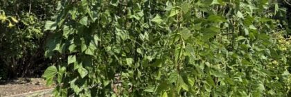 bean arbor, vegetable garden tour