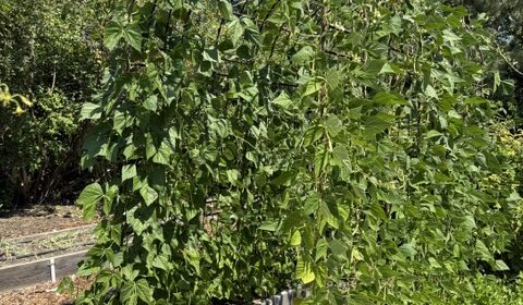 bean arbor, vegetable garden tour