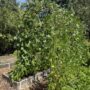 bean arbor, vegetable garden tour