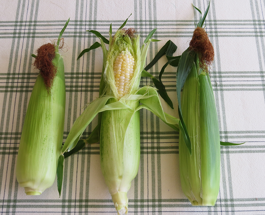 succession planting, Sweetness Bicolor corn
