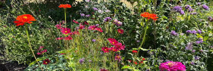 August garden tasks, annual flowers