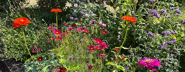 August garden tasks, annual flowers