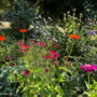 August garden tasks, annual flowers