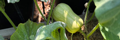 troubleshoot garden problems