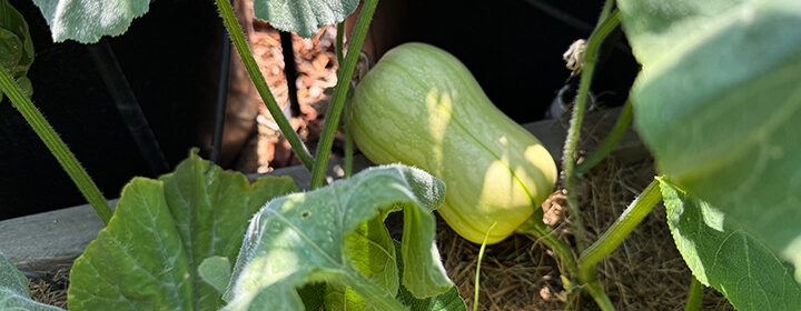 troubleshoot garden problems