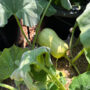 troubleshoot garden problems