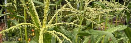 vegetable garden tour, corn