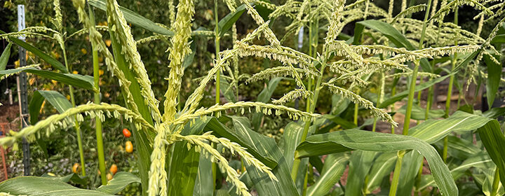 vegetable garden tour, corn