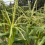 vegetable garden tour, corn