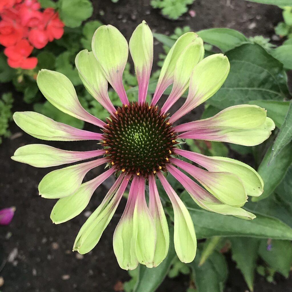 favorite flowers, coneflower