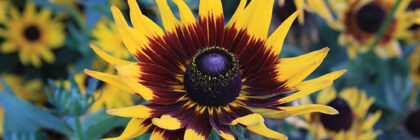 favorite flowers, Rudbeckia, Gloriosa daisy