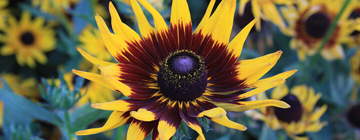 favorite flowers, Rudbeckia, Gloriosa daisy