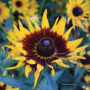 favorite flowers, Rudbeckia, Gloriosa daisy