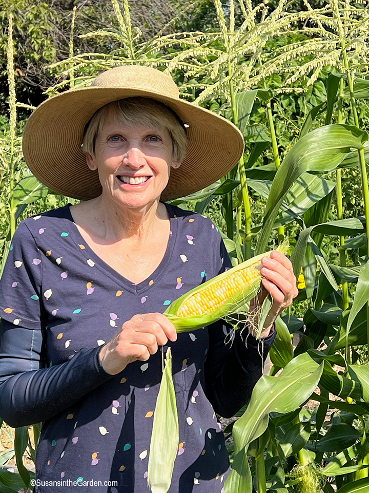 favorite vegetable varieties, Sweetness Bicolor corn